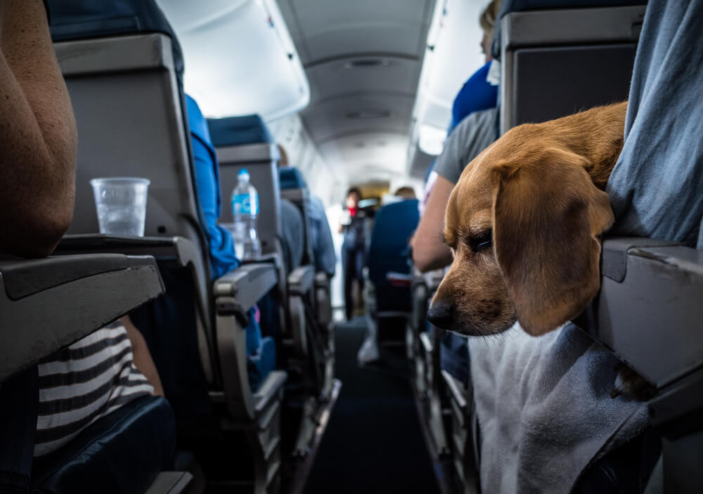 Cani e animali domestici in autobus: regole Prestia e Comandè, quando può essere rifiutato il trasporto e come prepararti. Guida chiara, senza sorprese.